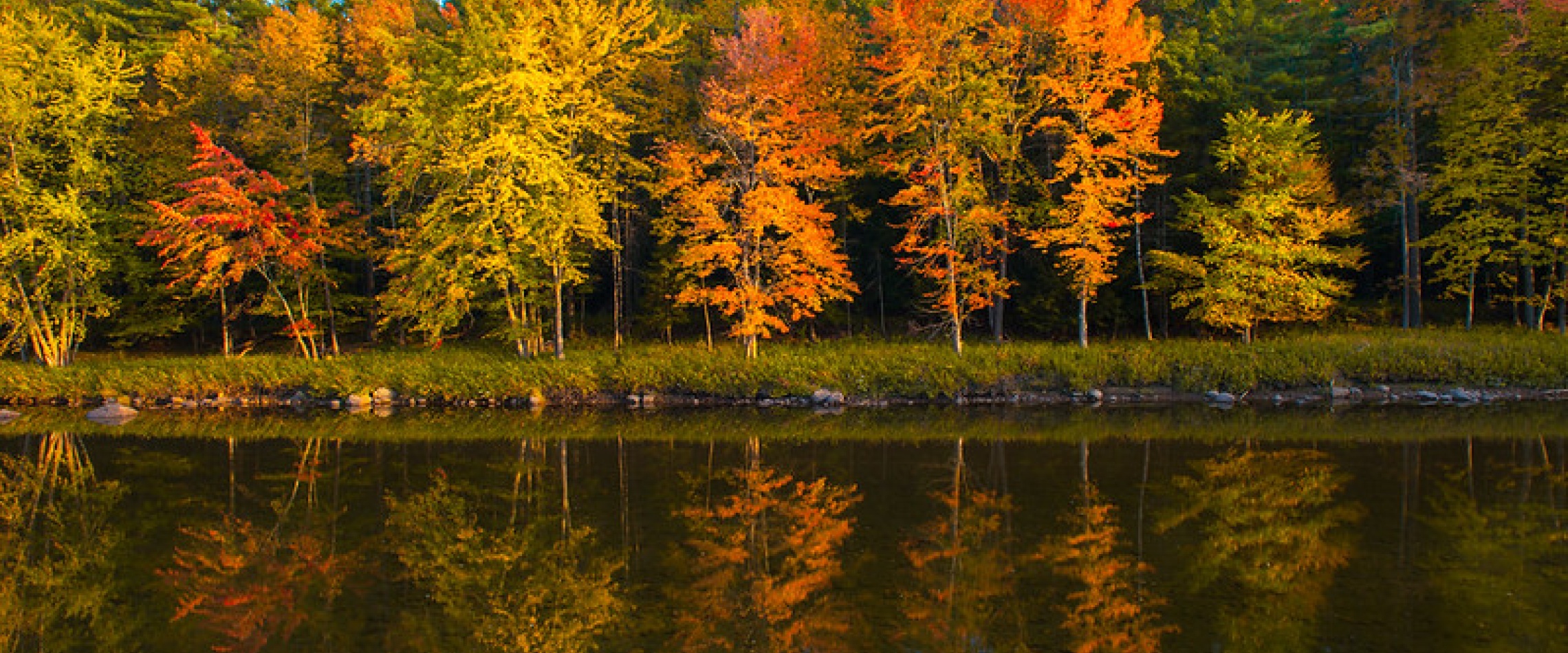 Maple trees in the Fall