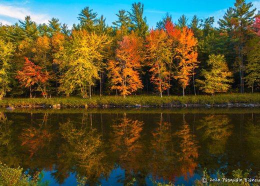 Maple trees in the Fall