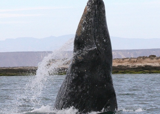 A gray whale breaching in a lagoon