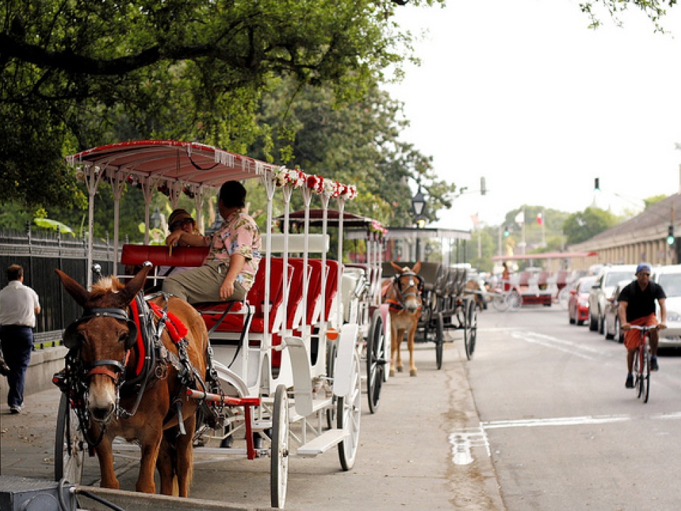 Carriage rides in New Orelans