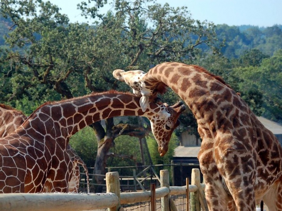 Giraffes