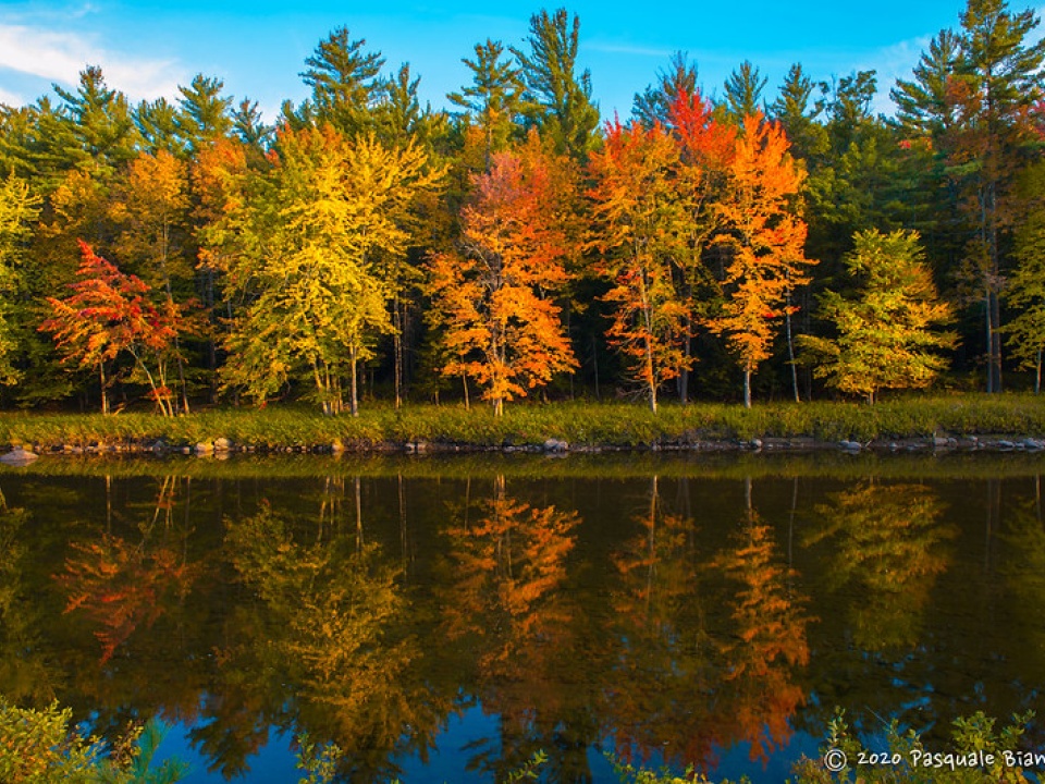 Maple trees in the Fall