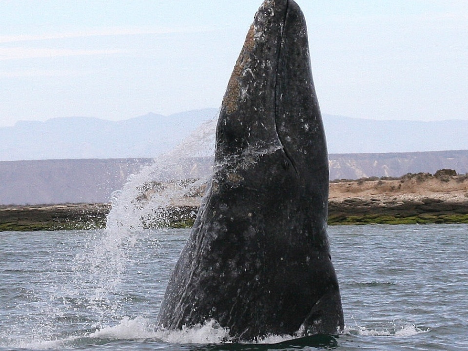 A gray whale breaching in a lagoon