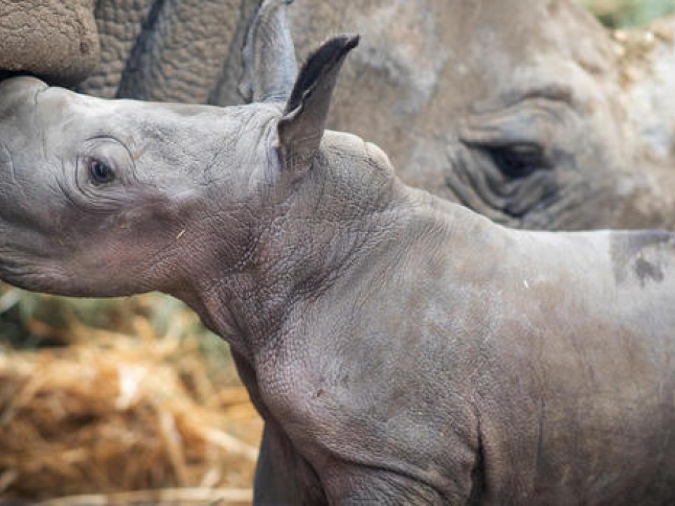 Baby rhino